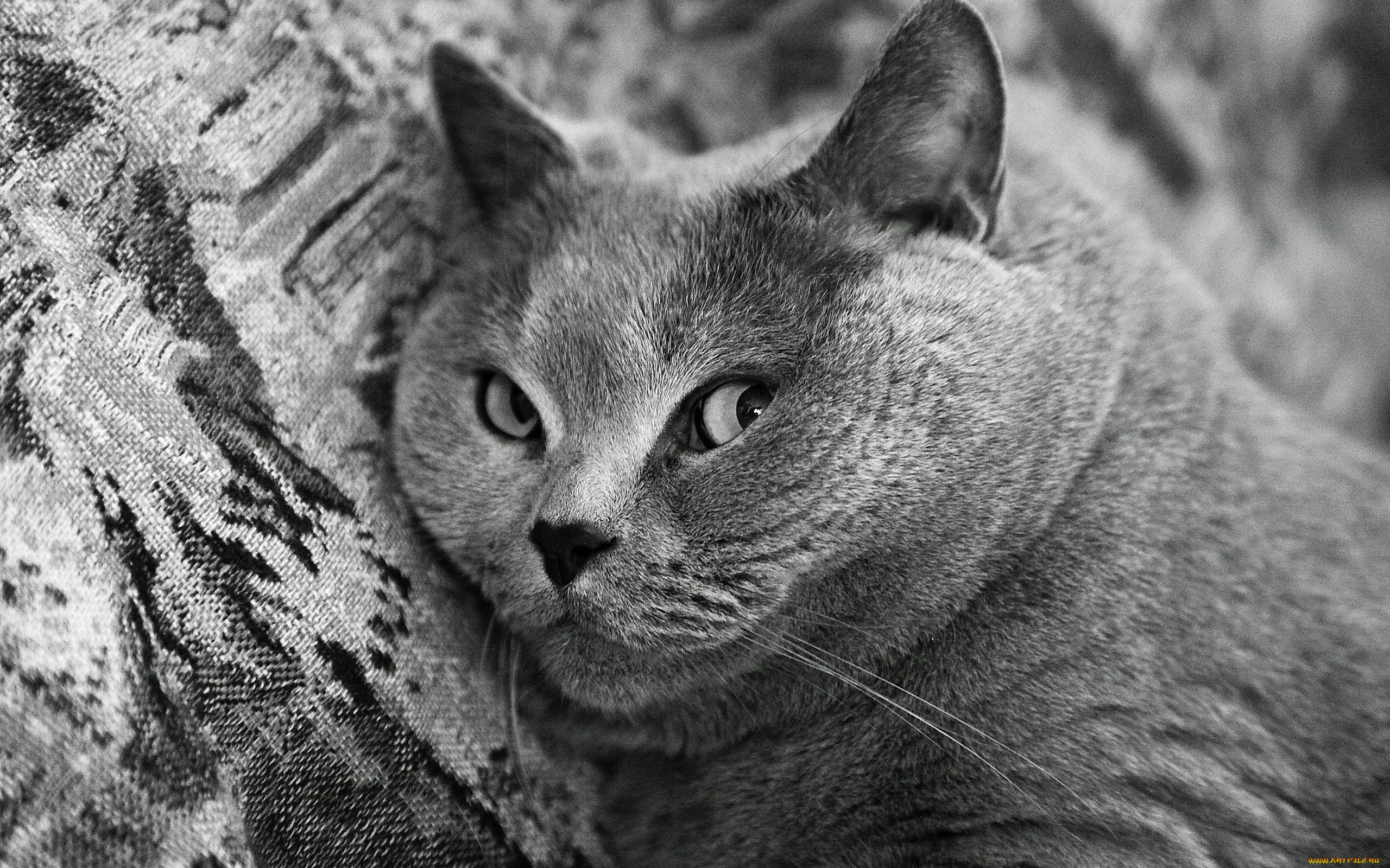 Кошки чрезвычайно терпеливы. Британская короткошёрстная кошка. Британская кошка короткошерстная серая. Заставка на рабочий стол кошки. Красивая серая кошка.